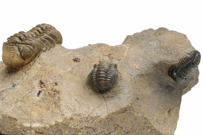Pustulous Morocops Spinifer Trilobite With Two Gerastos #230505